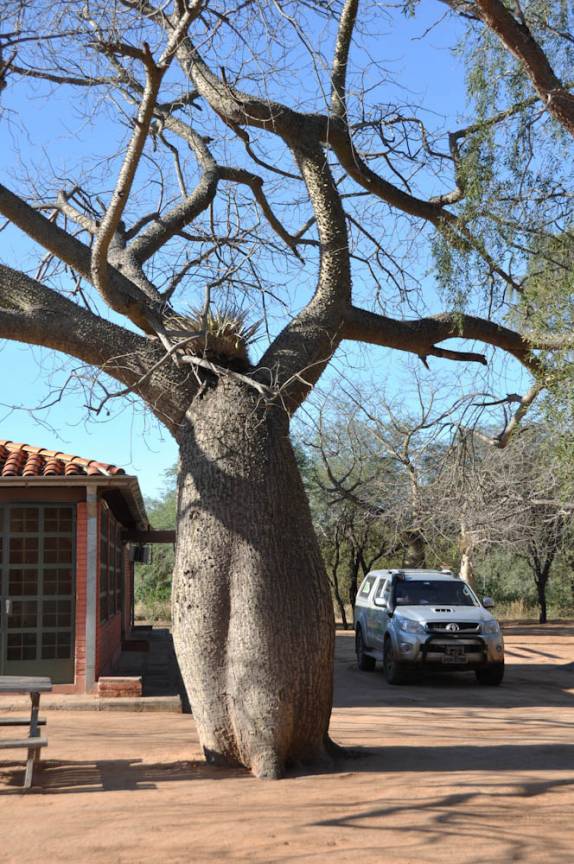 A Fiona ao lado de um 'Palo Borracho', no Parque Ten. Agripino Enciso, em La Patria - Paraguai